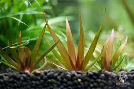 Image result for Xyris parvula