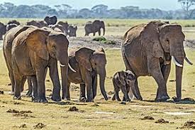Urge your child to use logical arguments to defend his or her thinking and provide explanations supported by facts office of curriculum and instruction. Natural Science Wikipedia