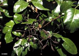Image result for Pisonia aculeata