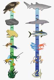 The chain is described as both a supply chain and a value chain. Consumer Definition And Example Micro B Life