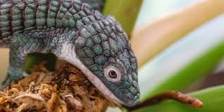 Until recently, two species ( a. Alligator Lizard Smithsonian S National Zoo
