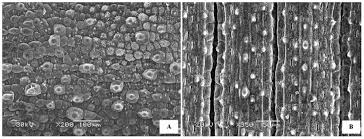 Image result for Zygophyllum leucocladum