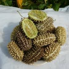 Image result for Cucumis sacleuxii