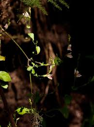 Image result for Isoglossa milanjiensis