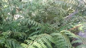 Image result for Microlepia