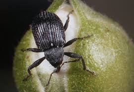 Image result for květopas jahodníkový