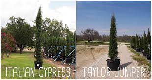 This makes for a more water conscious landscape and responsible landscaping. Italian Cypress Vs Taylor Juniper Sugar And Sap