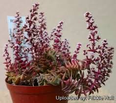 Image result for Crassula rhodesica