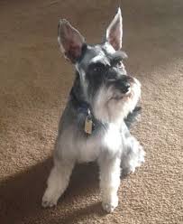 .schnauzer,teacup schnauzers,toy schnauzer puppies for sale, at dream maker's puppies located in willis texas. Miniature Schnauzer Rehoming And Adoption Pet Adoptions Network