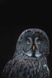 Owl Wallpapers Free Hd Download 500 Hq Unsplash Find & download free graphic resources for owl background.