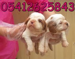 Cavalier Fiyatlari Cavalier King Charles King Charles Cavalier