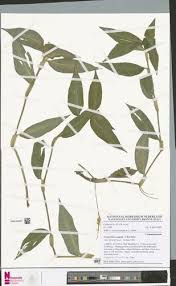 Image result for Commelina congesta