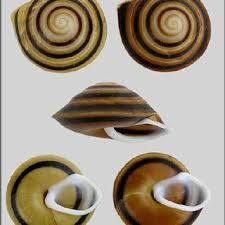 † caracolus aquilonaris bishop, 1979. Views Of Shells Of Caracolus Marginella Gmelin 1791 The Banded Download Scientific Diagram