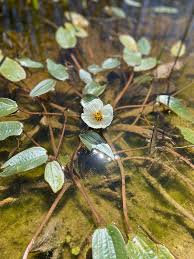 Image result for Ottelia kunenensis