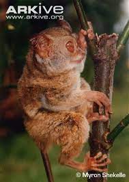 Discover a nocturnal primate whose diet is entirely carnivorous. Sangihe Tarsier Endangered Animals Mammals Tarsier