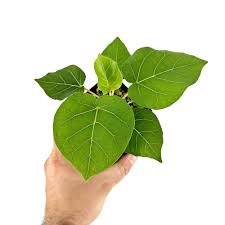 Image result for Ficus abutilifolia