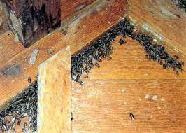 You can recognise cluster flies because they are larger than house flies and often appear to be slightly yellow or golden, because of their tiny hairs. Cluster Flies Control Of Cluster Flies Around Homes