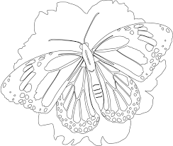 Butterfly Coloring Pages Printables Butterfly Coloring Page Butterfly Illustration Colorful Butterflies