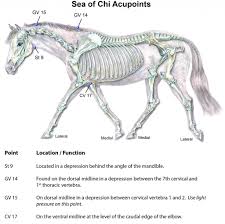 Entomology image gallery > lice. Animal Acupressure Equine Acupressure Equine Acupressure Animal Acupressure Healthy Horses
