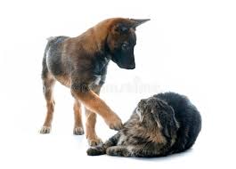 The history of the belgian malinois goes back to the 1880s when these dogs (with german shepherds, french shepherds and dutch shepherds) were called continental shepherd dogs. 165 Belgian Malinois Cat Photos Free Royalty Free Stock Photos From Dreamstime