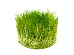 Image result for Xyris parvula