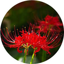 See more ideas about red flowers, flowers, red. 41 Types Of Red Flowers Proflowers Blog