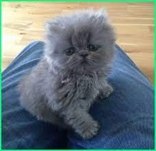 Jual kucing persia flatnose temukan kucing anda disiniii. Kucing Persia Abu Abu Yang Lucu Foto Gallery Dunia Fauna Hewan Binatang Tumbuhan Dunia Fauna Hewan Binatang Tumbuhan