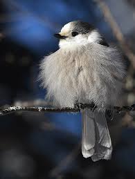 Pin On Birds