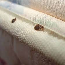 Image result for bedbugs on mattress