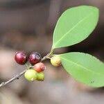 Image result for Eugenia capensis