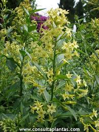 Image result for Cestrum parqui