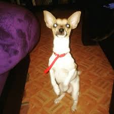 Dance Dog Dance Dogs Dog Cat Animals