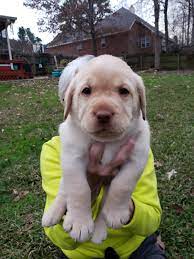 We did not find results for: Labrador Retriever Puppies For Sale Evans Ga 289804
