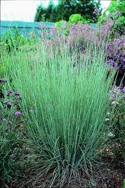 Image result for Andropogon