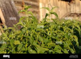 Image result for Urticaceae