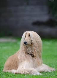 Kempowski-Gesellschaft e.V.