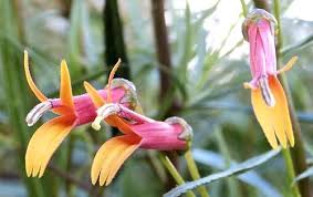 Image result for Scleria laxiflora