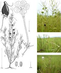 Image result for Rhamphicarpa brevipedicellata