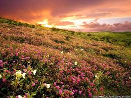 Flower Field Wallpaper 1024x768 2453 Free wildflower field wallpapers and wildflower field backgrounds for your computer desktop. flower field wallpaper 1024x768 2453