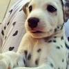 Keystone puppies does not house, purchase, raise, or accept funds for puppies. Https Encrypted Tbn0 Gstatic Com Images Q Tbn And9gcsmnwn0zlnaz5nciat6uw2wkei8rf Kamhw1stzptv 7wewurs7 Usqp Cau