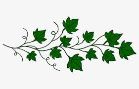 Flower leaf watercolor painting plant floral design, watercolor flower png. Free Ivy Vine Clip Art With No Background Clipartkey