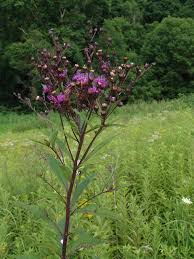 Image result for Ethulia vernonioides