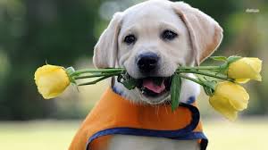 Tử vi người tuổi Tuất năm Mậu Tuất 2018