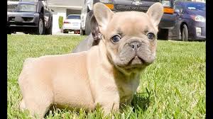 Blue french bulldogs can thank only to their genes for having such an amazing fur color. Exotic Frenchie Colors Blue Blue Fawn Male And Female Puppies Available Youtube