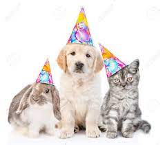 They have many different and crazy outfits from hats, sunglasses, glasses, and more! Group Of Pets With Party Hats Sitting Together In Front View And Looking At Camera Isolated On White Background Stock Photo Picture And Royalty Free Image Image 136547720