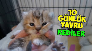 Siringayla Yavru Kedi Besleme Youtube