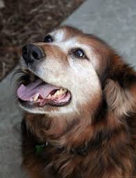 5 Conseils Pour Garder Son Chien Age En Pleine Forme Chien Vieux Chiens Chien Mort