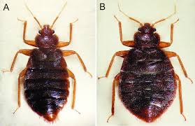 Image result for Cimex Lectularius L