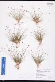 Image result for Bulbostylis densa