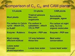 Ap Bio Ch 10 C3 C4 And Cam Plants Biology Classroom Biology Lessons Plant Science